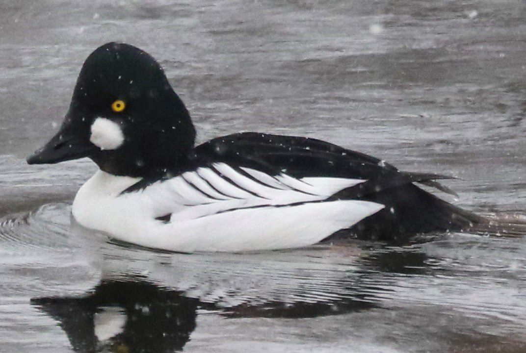 An icy cold swim